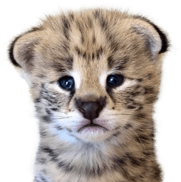 An adorable serval kitten with big eyes and small ears